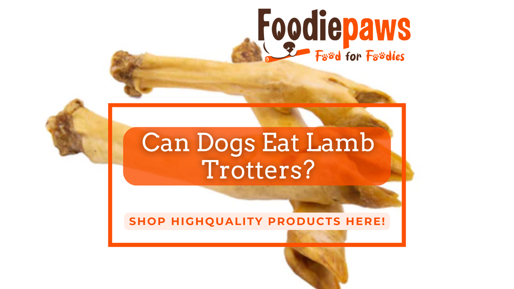 Dog eat cooked lamb bone online