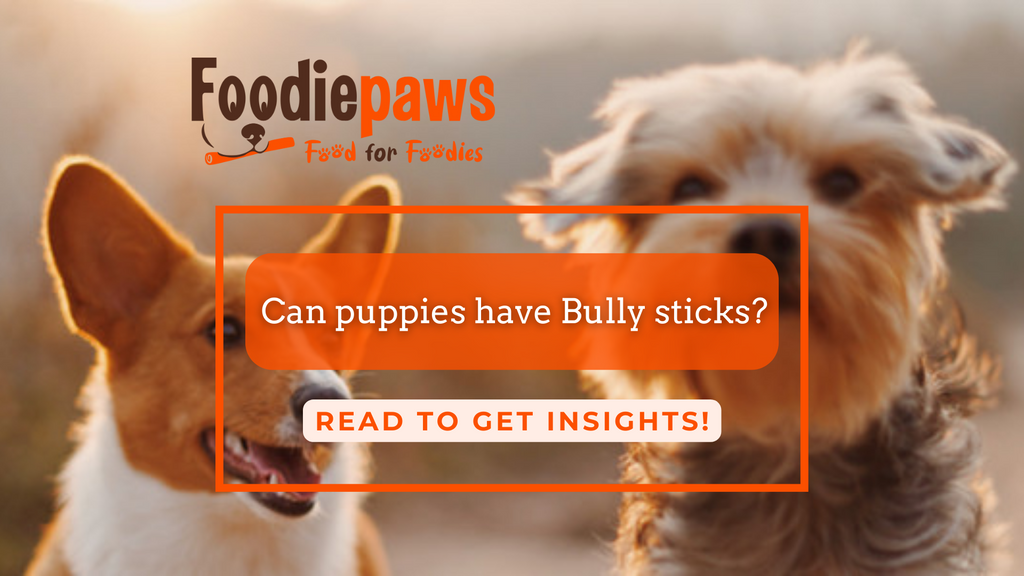 Can puppies have Bully sticks? Foodiepaws