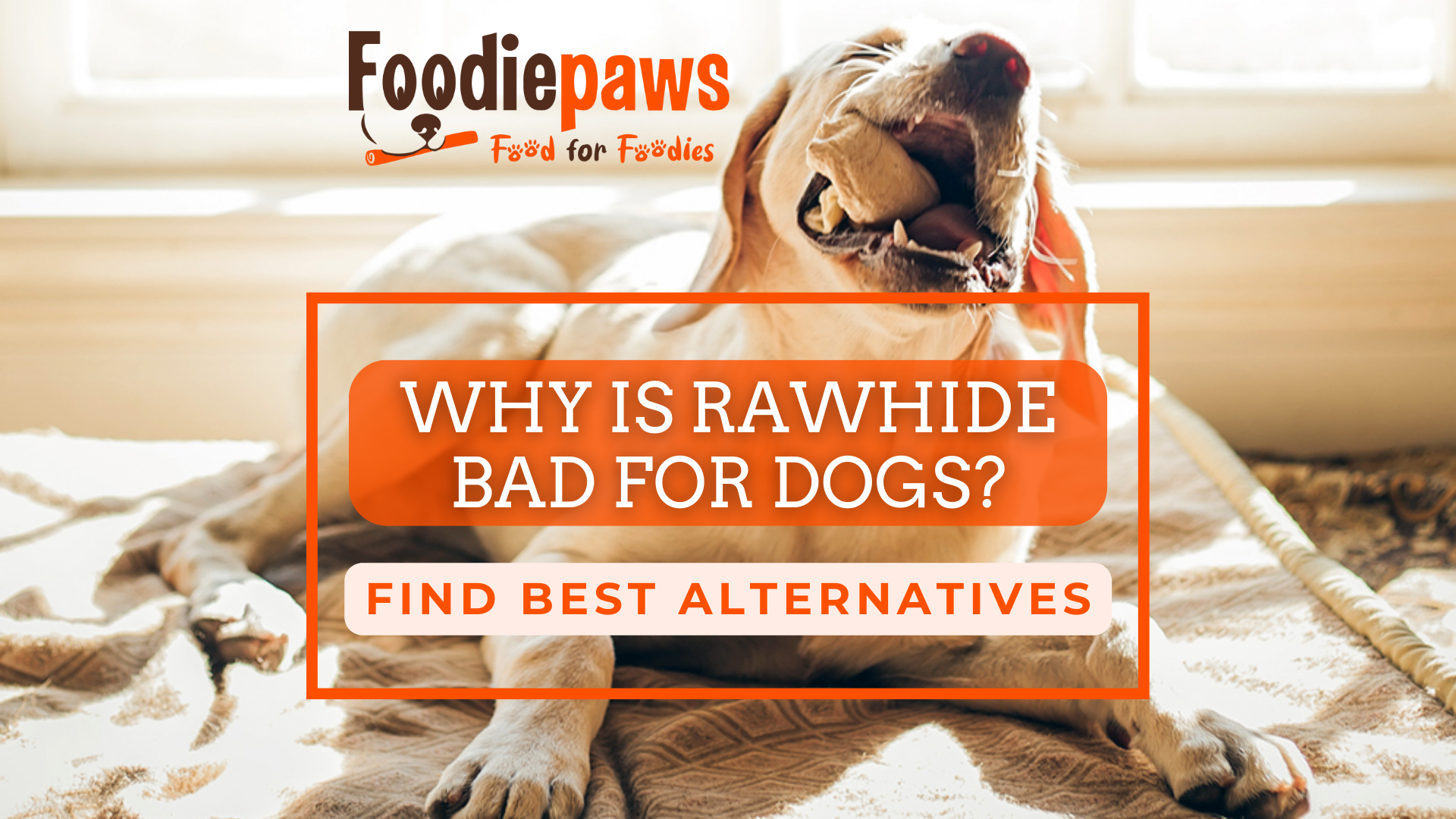 Unleashing The Truth: Why Rawhide Is Harmful For Dogs – Foodiepaws