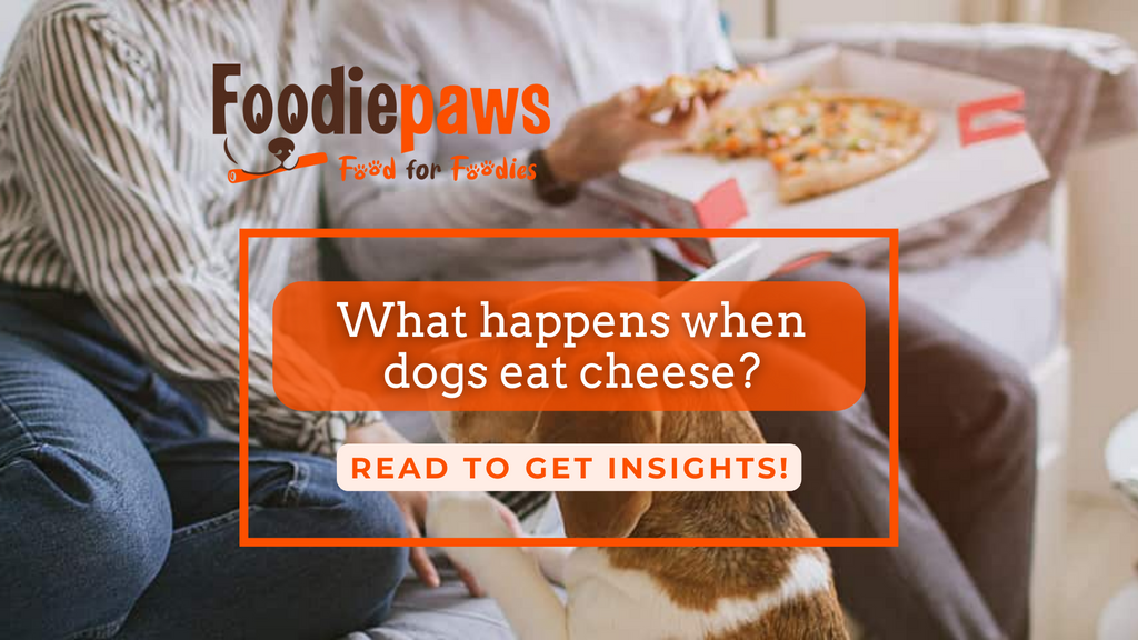 what-happens-when-dogs-eat-cheese-foodiepaws