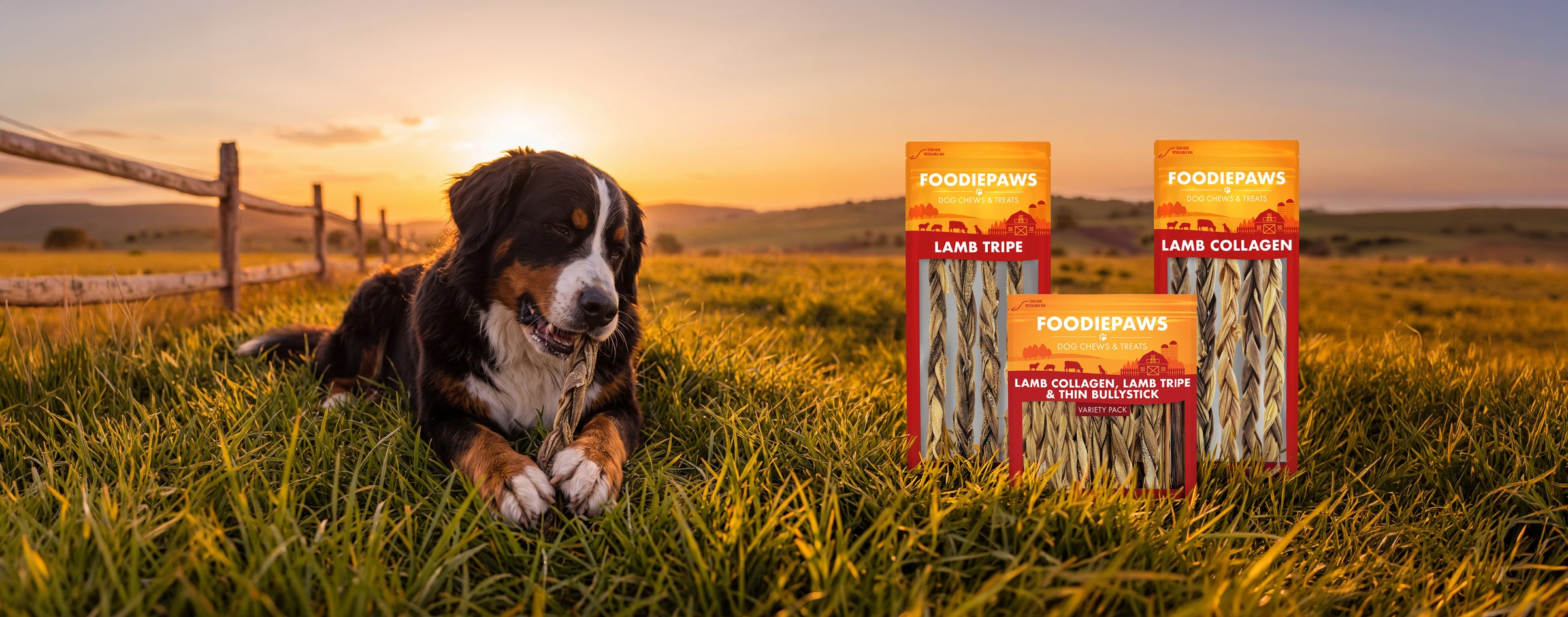 A Bernese Mountain Dog enjoying a Foodiepaws chew in a sunset pasture next to three Foodiepaws bags