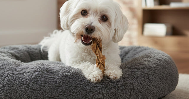 A small white dog on a grey bed chewing a braided lamb tripe stick