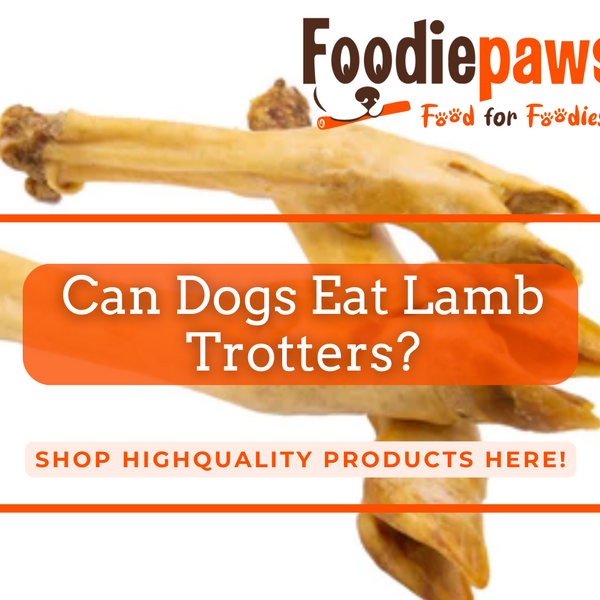 Is lamb bad for dogs online