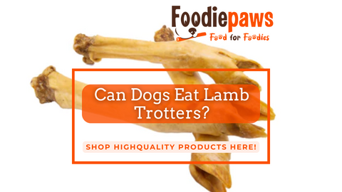 Is lamb bad for dogs sale