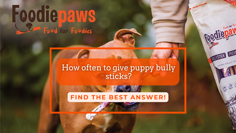 How often to give puppy bully sticks?