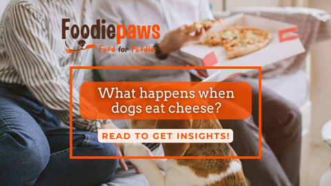 What happens when dogs eat cheese?