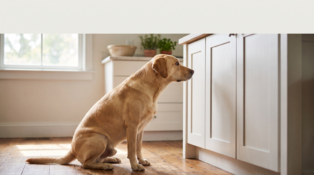 A labrador staring intently at a closed kitchen cupboard door in daylight