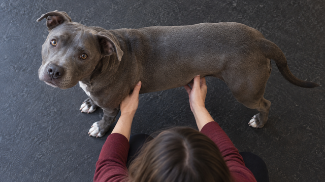 An owner observes an adult dog's body shape from above on a dark non-slip floor.