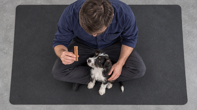 Overhead view of an adult closely supervising a puppy as they prepare for a short chew session.