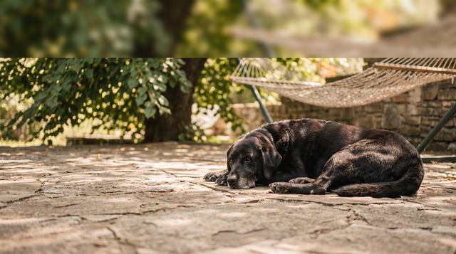 A black labrador lying relaxed on a shaded flagstone patio in summer