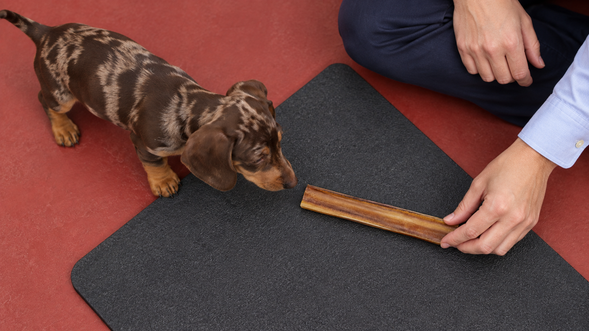 A puppy approaches a stationary bully stick for a first supervised sniff.
