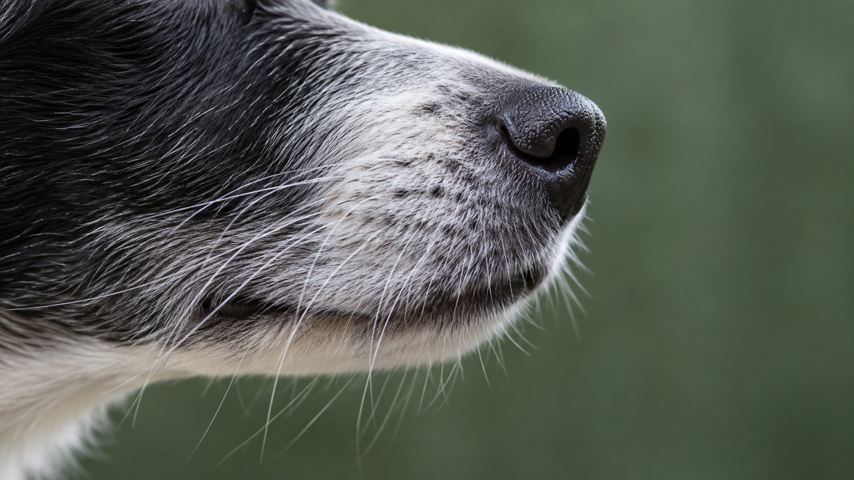 A dog's nose and whiskers in profile during an ordinary sniff.
