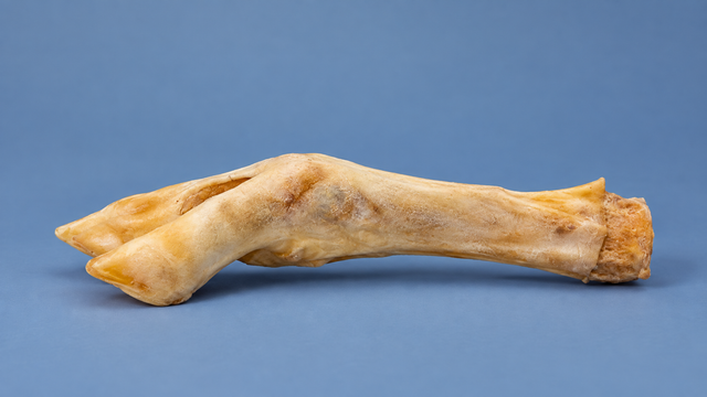 Side profile of a dried lamb trotter showing the shape of the foot and its hard structures.