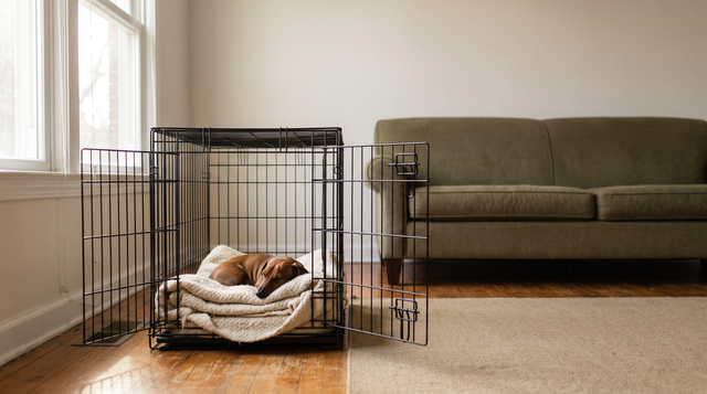 A dachshund curled on a folded blanket inside an open wire crate in the corner of an empty living room in morning light