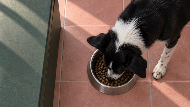 Overhead view of a black-and-white dog eating its regular meal from a steel bowl.