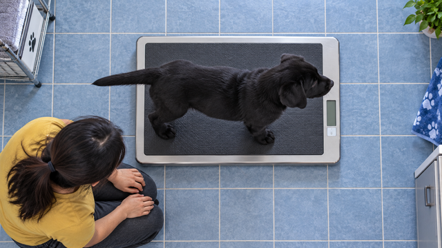 An owner checks a growing puppy's current size on a floor scale.