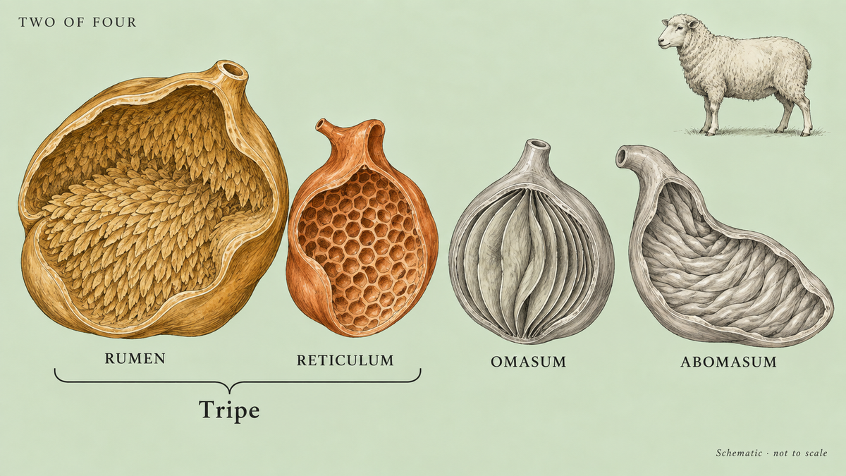 Editorial schematic of the four ruminant stomach compartments, highlighting the rumen and reticulum as the tissues called tripe.