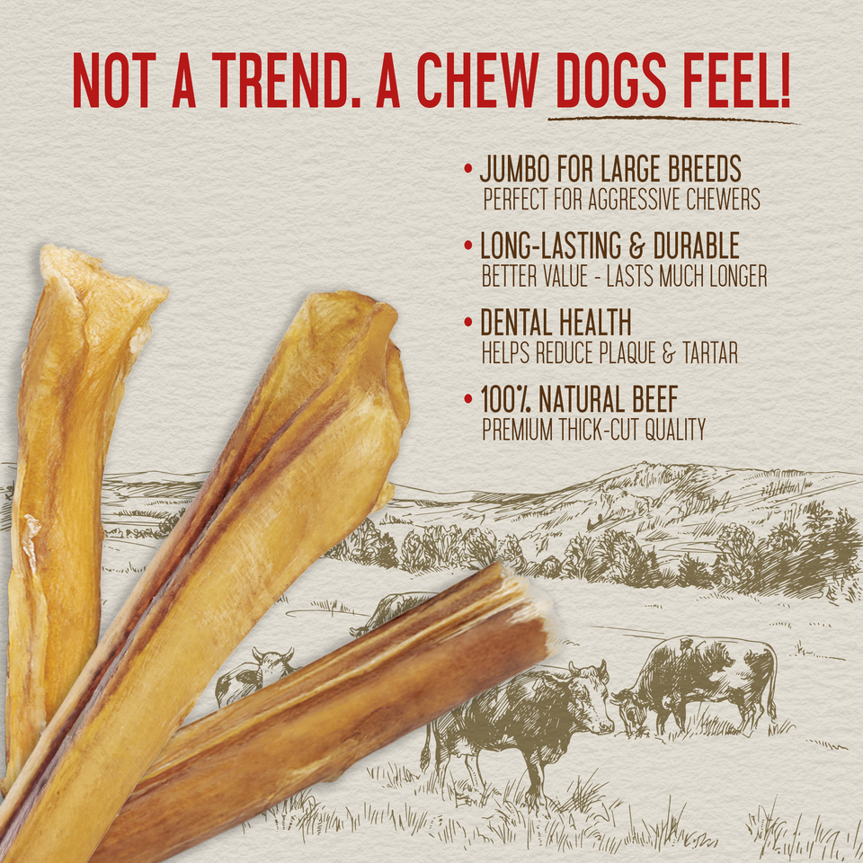 Close-up of extra-thick 12-inch jumbo bully sticks with key health benefit callouts