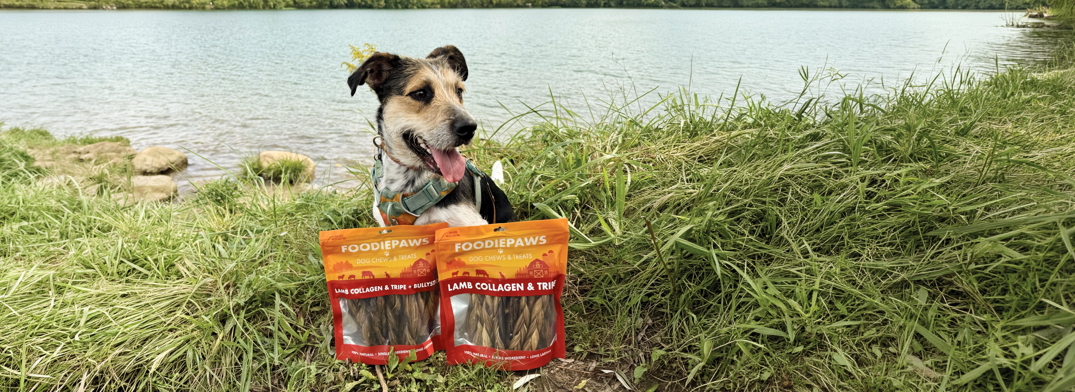 A chew dogs love!