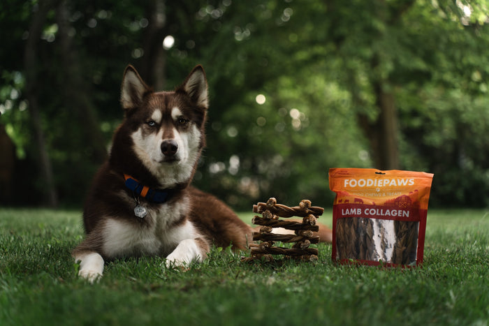 Happy dog with Foodiepaws chews